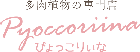 多肉植物の専門店 Pyoccoriina ぴょっこりぃな